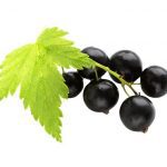 Currants